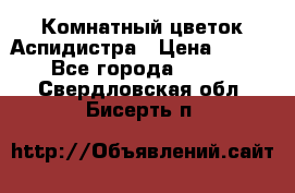 Комнатный цветок Аспидистра › Цена ­ 150 - Все города  »    . Свердловская обл.,Бисерть п.